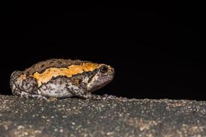 The bullfrog nature photo