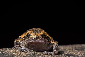 The bullfrog nature photo