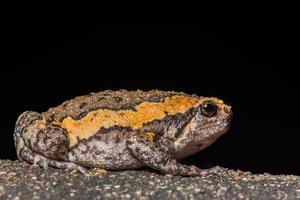 The bullfrog nature photo