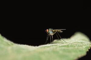 long legged flies photo