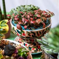 Terrarium painted succulents on the green table photo