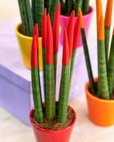 Painted Sansevieria cylindrica Straight  Cylindrical Snake Plant close up photo