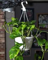 Golden pothos diablos ivy epipremnum aureum planta en candelabro foto