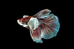 Betta splendens red Crown  tall photo