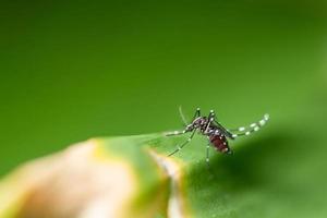 Macro Mosquito virus photo