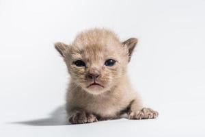 brown kitten cat photo