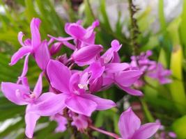 Decorative plants in the garden photo