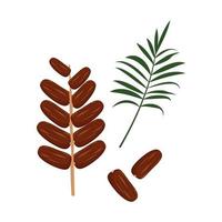 Date fruits and palm branch Sweet delicious dessert or snack A source of vitamins an exotic product vector