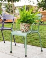 Nephrolepis exaltata Bostoniensis Boston Fern in the abstract pot at outside photo