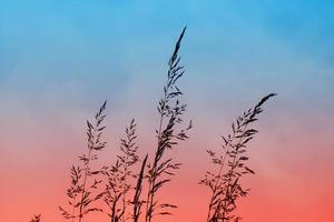 silueta de planta de flor y puesta de sol en la temporada de primavera foto