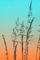 flower plant silhouette and sunset in spring season photo