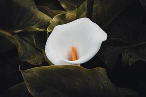 beautiful lily calla flower in the garden in spring season photo