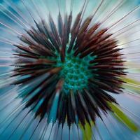 beautiful dandelion seed in springtime photo