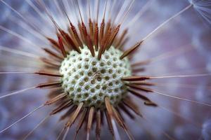 beautiful dandelion seed in springtime photo