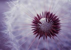 beautiful dandelion seed in springtime photo