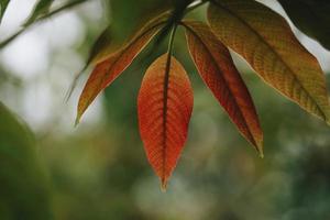 hojas de árbol verde y rojo en la temporada de primavera foto