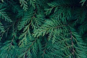 green pine tree leaves in spring season, green background photo