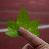 mano con hojas verdes en la temporada de primavera foto