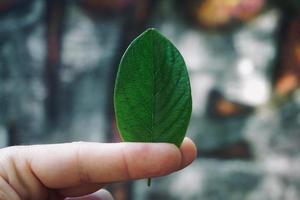 hand with a green leaves in spring season photo