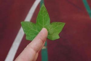 hand with a green leaves in spring season photo