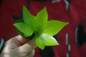 hand with a green leaves in spring season photo