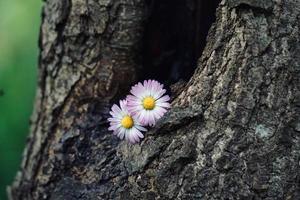 hermosa planta de flor de margarita en la naturaleza en la temporada de primavera foto