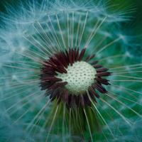 beautiful dandelion flower in spring season photo