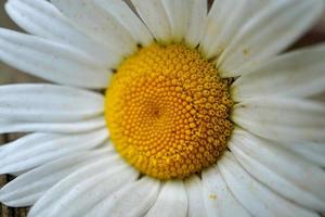 beautiful daisy flower plant in the nature in spring season photo