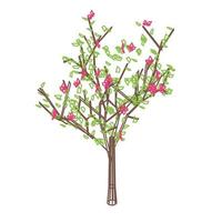 bosquejo del esquema del vector de un árbol floreciente cereza manzana ciruela o pera
