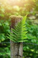 green fer leaves in spring season green background photo