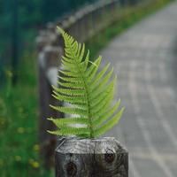 green fer leaves in spring season green background photo