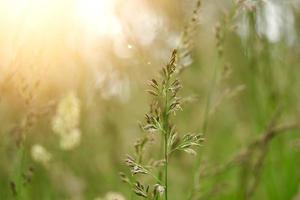 green plants in the nature in spring season photo