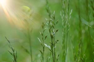 green plants in the nature in spring season photo