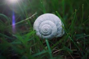 little white snail in the nature photo