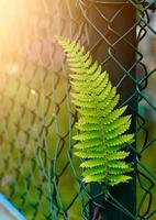 green fer leaves in spring season green background photo