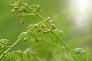 green fer leaves in spring season green background photo