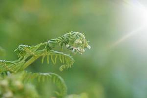 green fer leaves in spring season green background photo