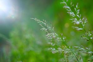 plantas verdes en la naturaleza en sprintime foto