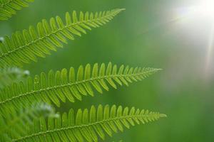 green fern leaf in the nature in spring photo