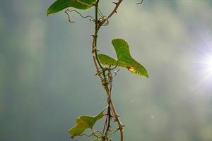 green plants in the nature in springtime photo