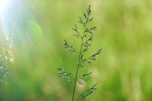 green plants in the nature in springtime photo