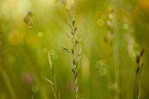 green plants in the nature in springtime photo