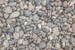 Gray pebbles on the sea beach with dried seagrass and algae deposits photo