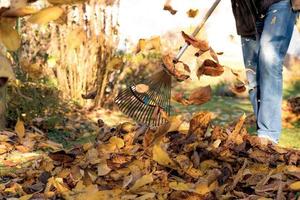 Recoger hojas de otoño debajo de un cerezo en un jardín. foto