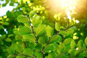 hojas de los árboles verdes en la temporada de primavera fondo verde foto