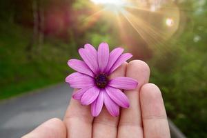 mano con una hermosa flor rosa en la temporada de primavera foto