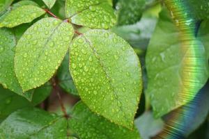 raindrops on the green plant leaves in rainy days photo