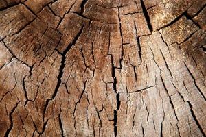Wood texture of cut tree trunk photo