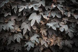 fondo de textura de hojas verdes foto