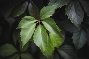 Green leaves texture background photo